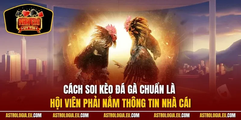Cách soi kèo đá gà chuẩn là hội viên phải nắm thông tin nhà cái